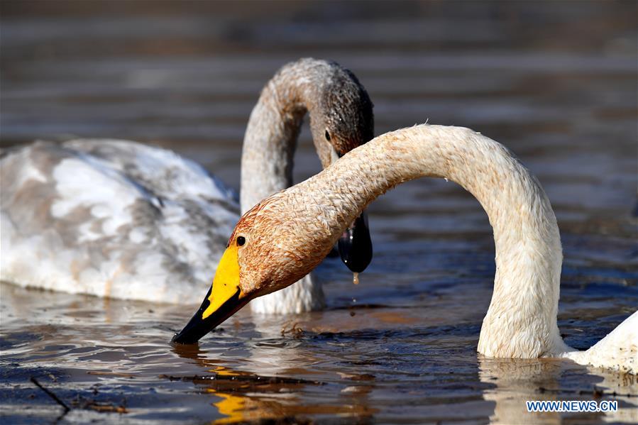 CHINA-SHANXI-WILD SWAN-WINTER HABITAT (CN)