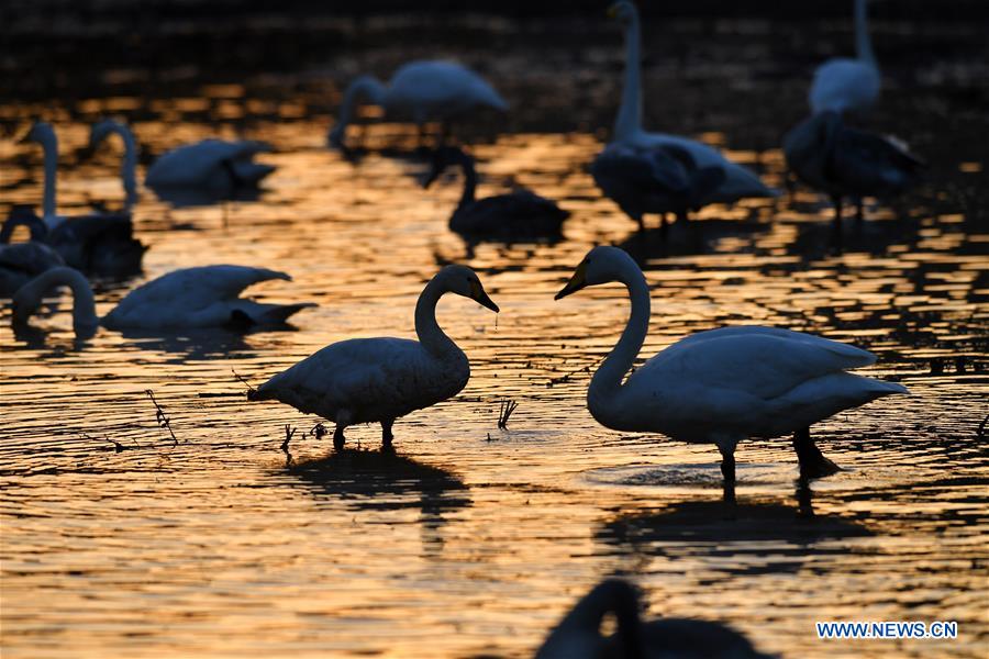 CHINA-SHANXI-WILD SWAN-WINTER HABITAT (CN)