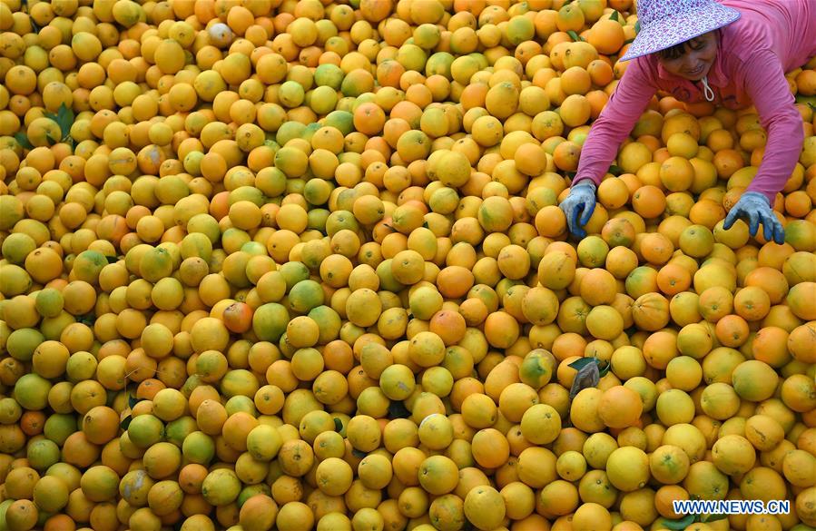 CHINA-JIANGXI-NAVEL ORANGE-HARVEST(CN)