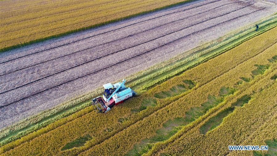 #CHINA-JIANGSU-RICE-HARVEST (CN)