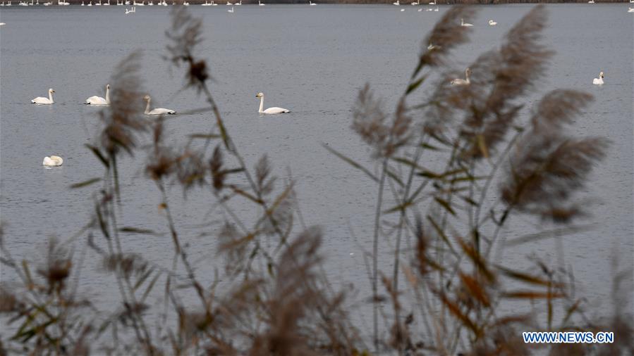 CHINA-HENAN-SANMENXIA-SWANS (CN)