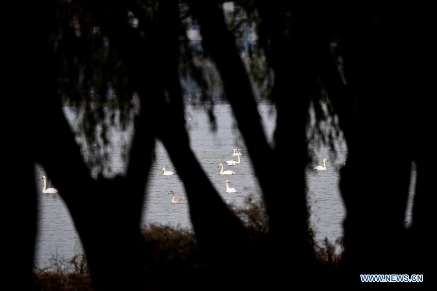 CHINA-HENAN-SANMENXIA-SWANS (CN)