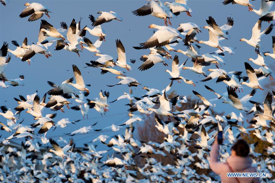 CANADA-RICHMOND-SNOW GEESE