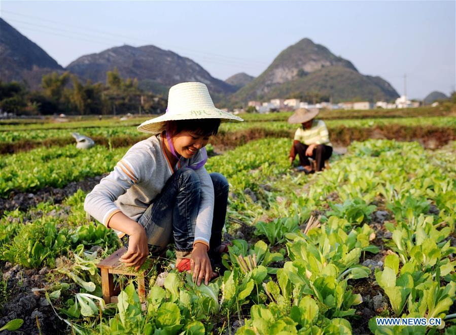 CHINA-GUANGXI-POVERTY ALLEVIATION-STONY DESERTIFICATION CONTROL (CN)