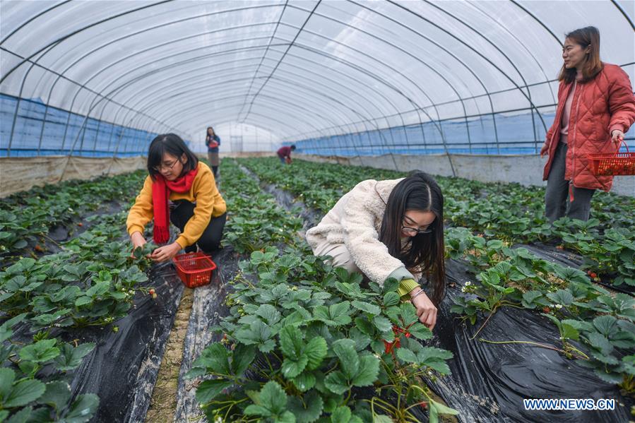 CHINA-ZHEJIANG-DONGLIN-ECOLOGICAL AGRICULTURE (CN)