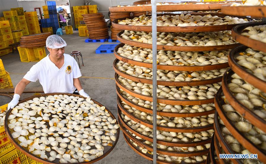 CHINA-GUANGDONG-JIANGMEN-TANGERINE-HARVEST(CN)