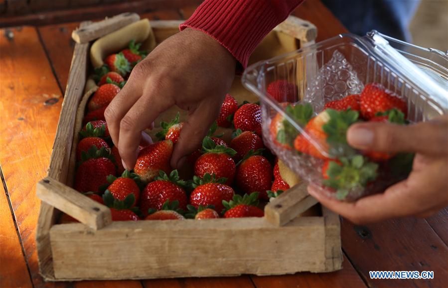 MIDEAST-GAZA-STRAWBERRY-HARVEST