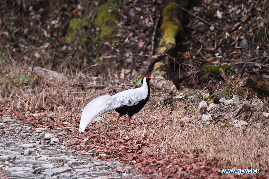 CHINA-FUJIAN-MOUNT WUYI-SCIENTIFIC EXPEDITION (CN)