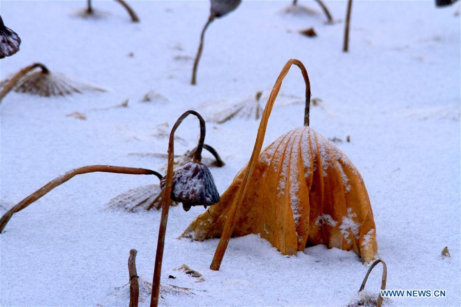 #CHINA-GANSU-ZHANGYE-WITHERED LOTUS-SNOW (CN)