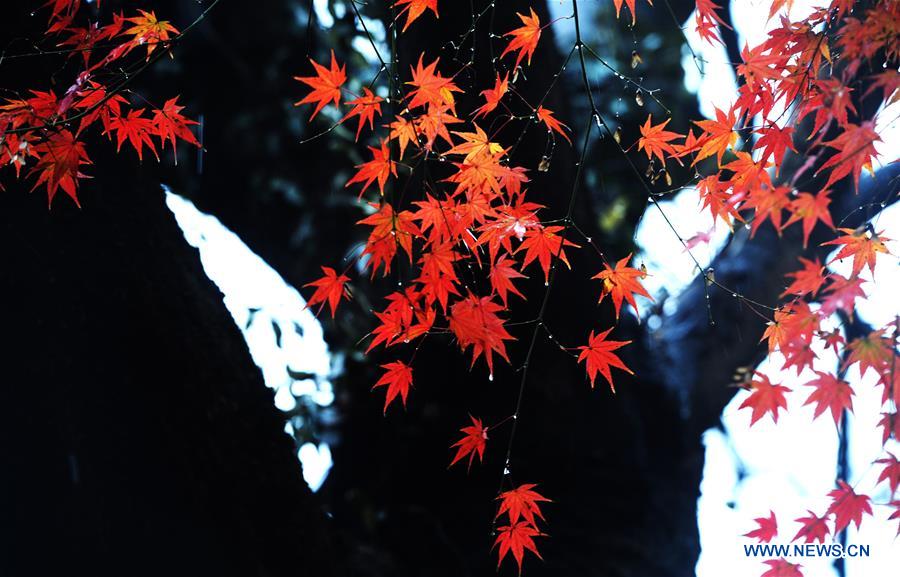 #CHINA-JIANGSU-MAPLE-SCENERY (CN)