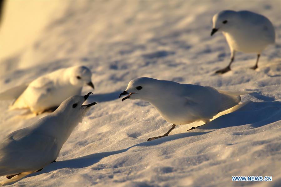 ANTARCTICA-XUELONG-ZHONGSHAN STATION-SNOW PETREL