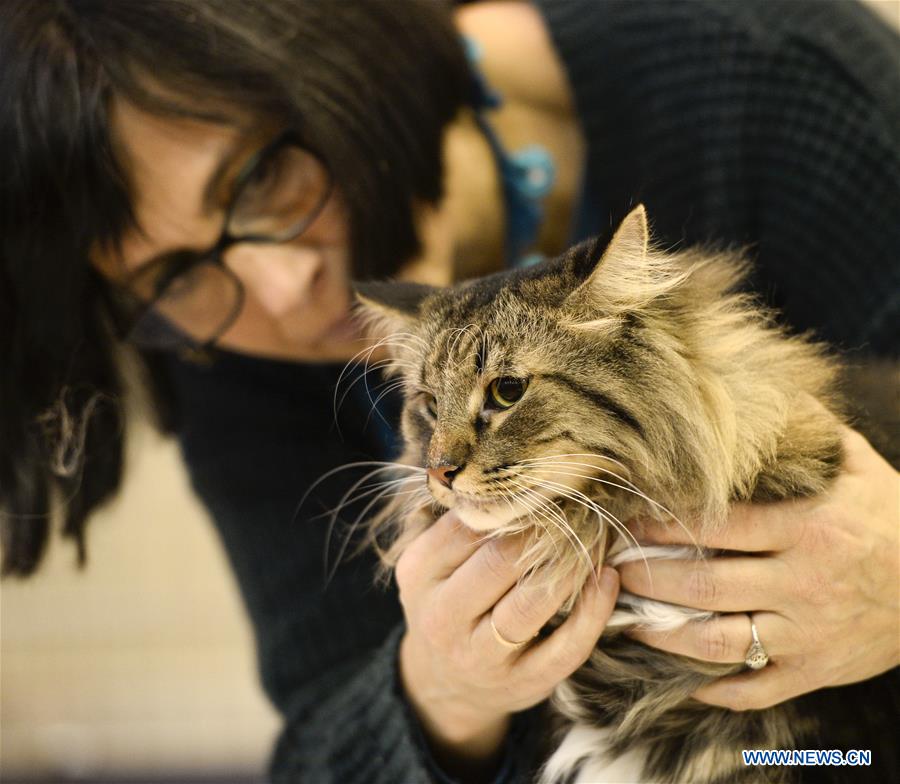 POLAND-WARSAW-CAT SHOW