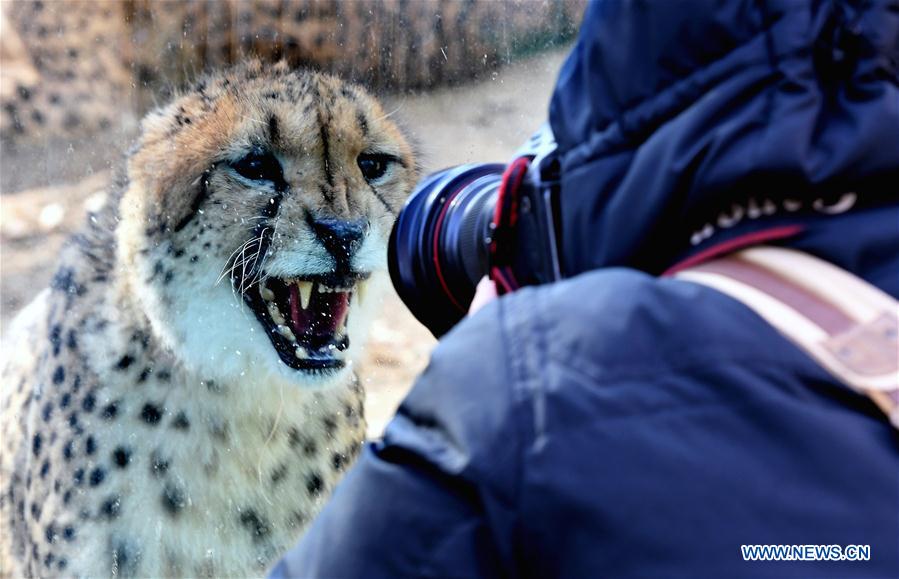 CHINA-HENAN-CHEETAH