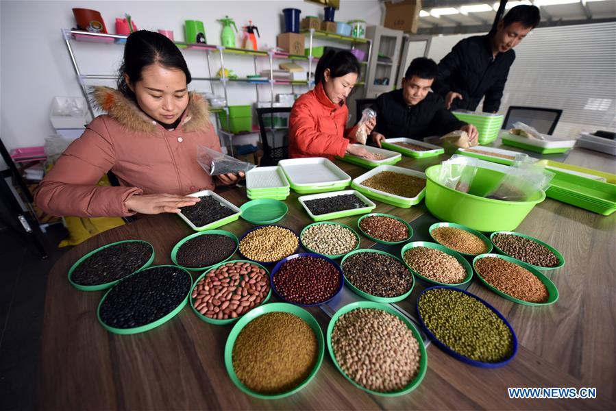 #CHINA-SHANDONG-MICROGREEN BUSINESS (CN)