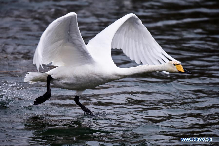 CHINA-QINGHAI-SWAN (CN)