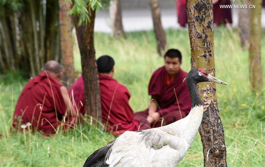 (InTibet)CHINA-ENDANGERED SPECIES-BLACK-NECKED CRANE (CN)