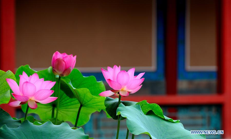 (InPalaceMuseum)CHINA-BEIJING-PALACE MUSEUM-FLOWERS (CN)  