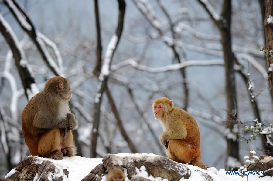 #CHINA-GUIZHOU-GUIYANG-SNOW-MONKEY (CN)