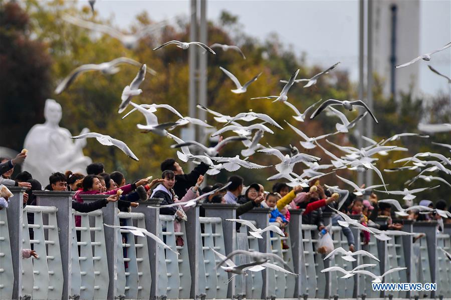 CHINA-YUNNAN-KUNMING-BLACK-HEADED GULL-NEW YEAR HOLIDAY (CN)