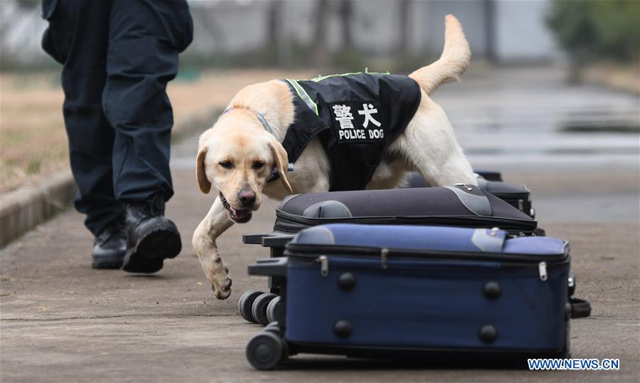 CHINA-HUBEI-WUHAN-POLICE DOG-TRAINING (CN) 