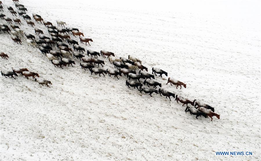 #CHINA-GANSU-ZHANGYE-HORSE (CN)