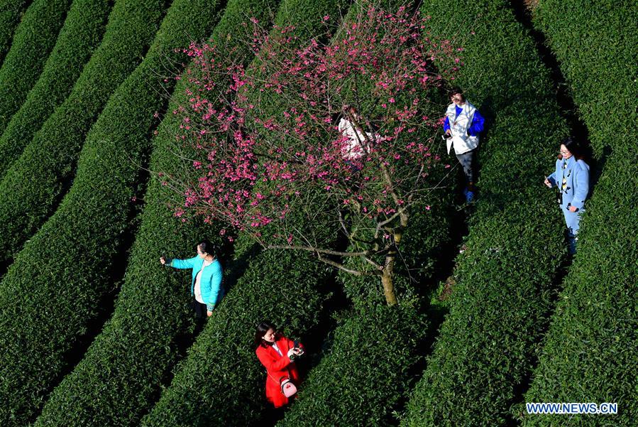 CHINA-FUJIAN-CHERRY-TEA GARDEN (CN)