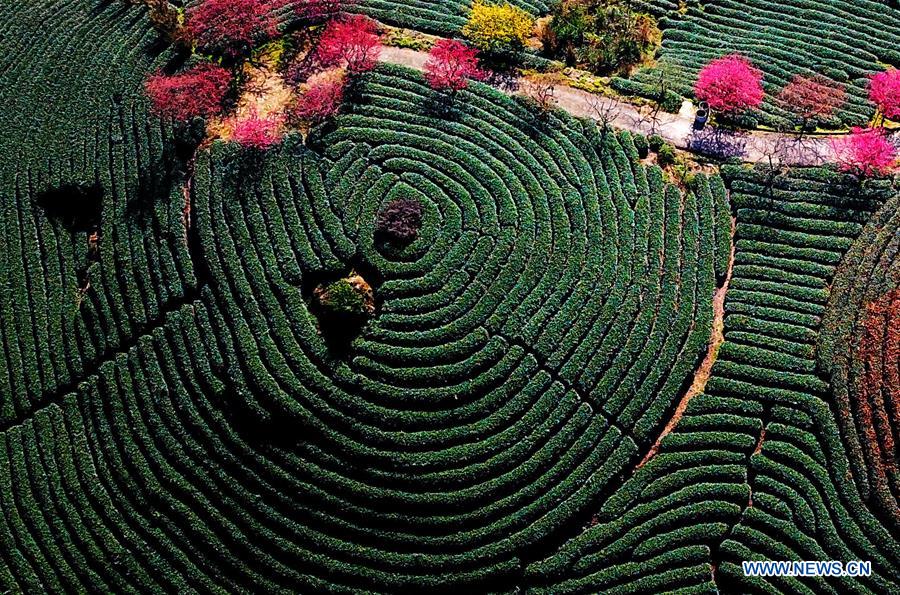 CHINA-FUJIAN-CHERRY-TEA GARDEN (CN)