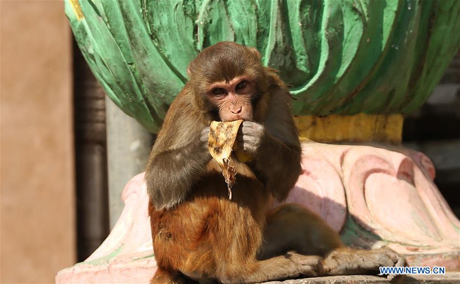 NEPAL-KATHMANDU-SWAYAMBHUNATH TEMPLE-MONKEYS