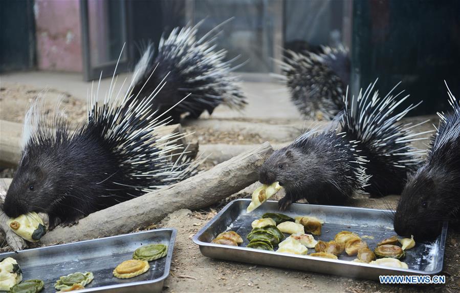 #CHINA-TIANJIN-SPRING FESTIVAL-ZOO (CN)