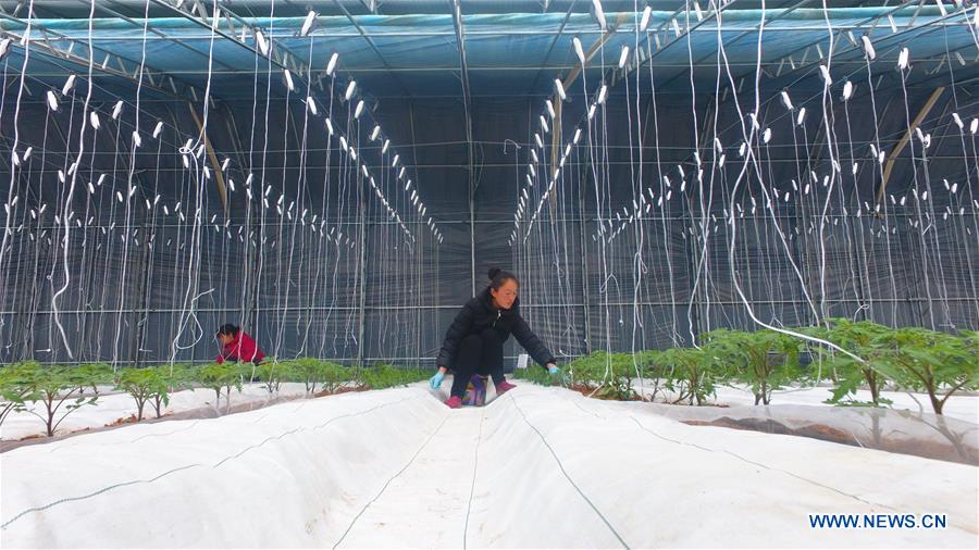 #CHINA-EARLY SPRING-FARMWORK (CN)