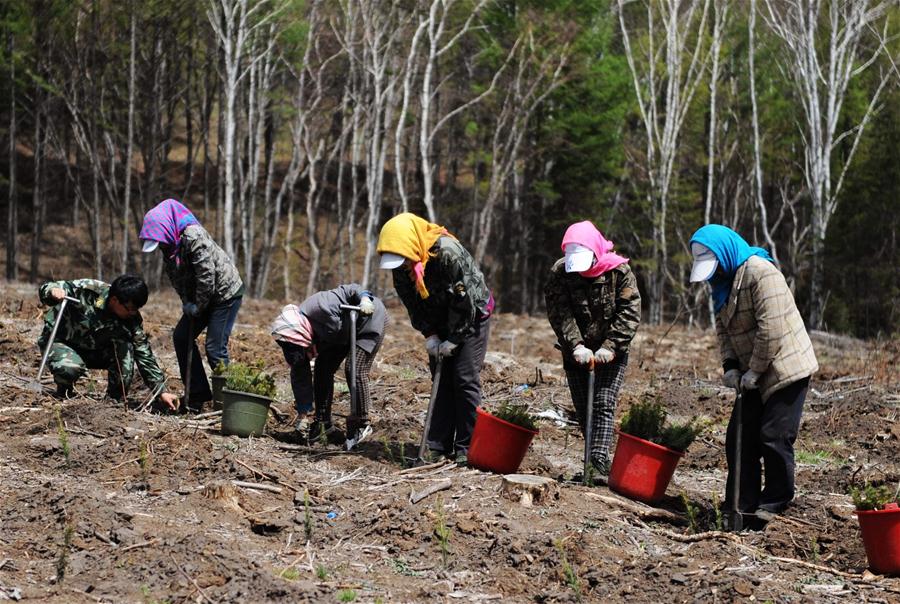 Xinhua Headlines: NASA satellite data verify China's contribution to global greening efforts 