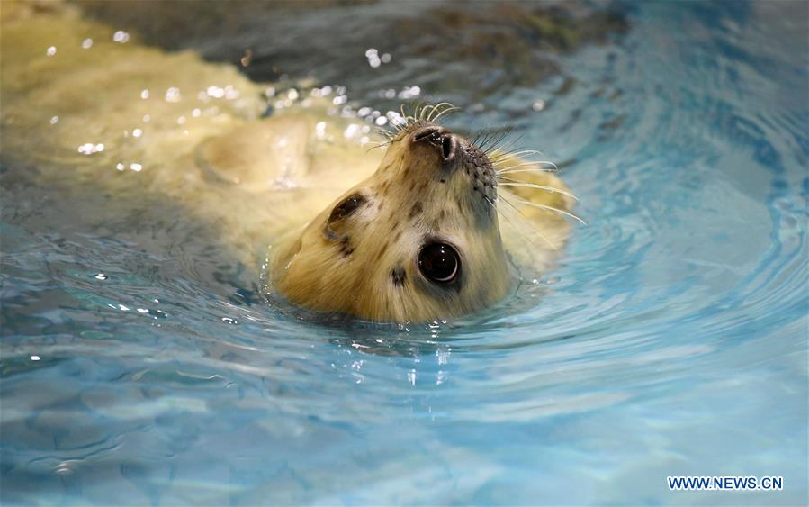 CHINA-HARBIN-SEAL (CN)