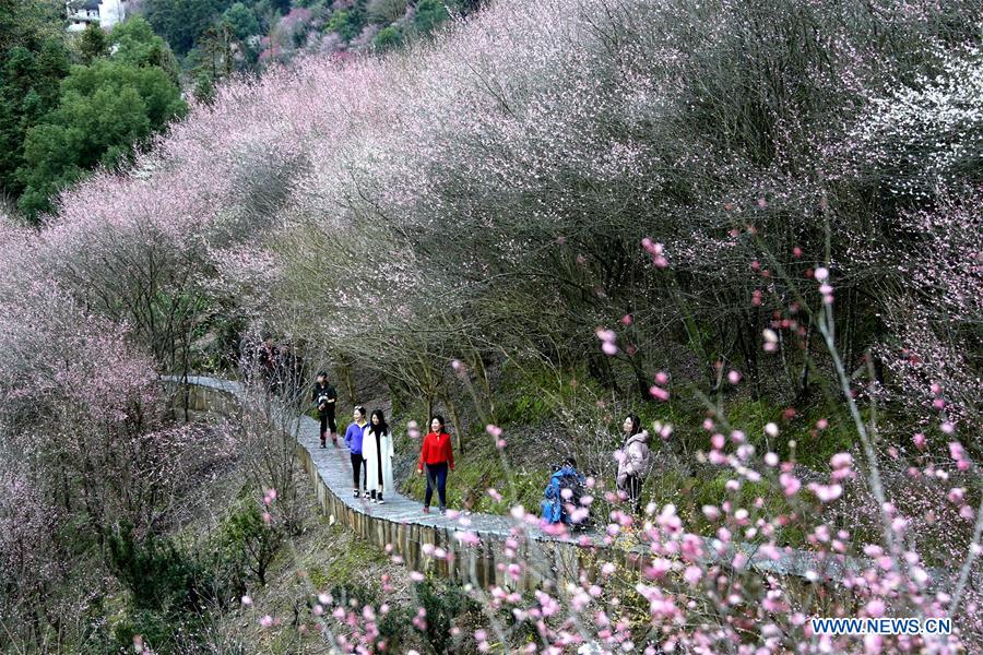 #CHINA-ANHUI-SCENERY-PLUM (CN)