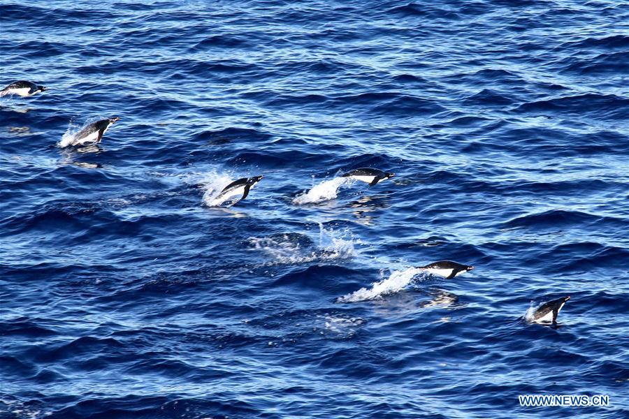 ANTARCTICA-CHINA-XUELONG-ANIMAL (CN)