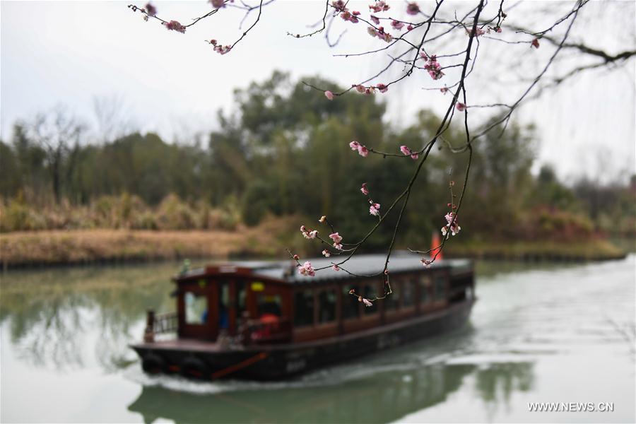 CHINA-ZHEJIANG-HANGZHOU-PLUM BLOSSOM (CN)