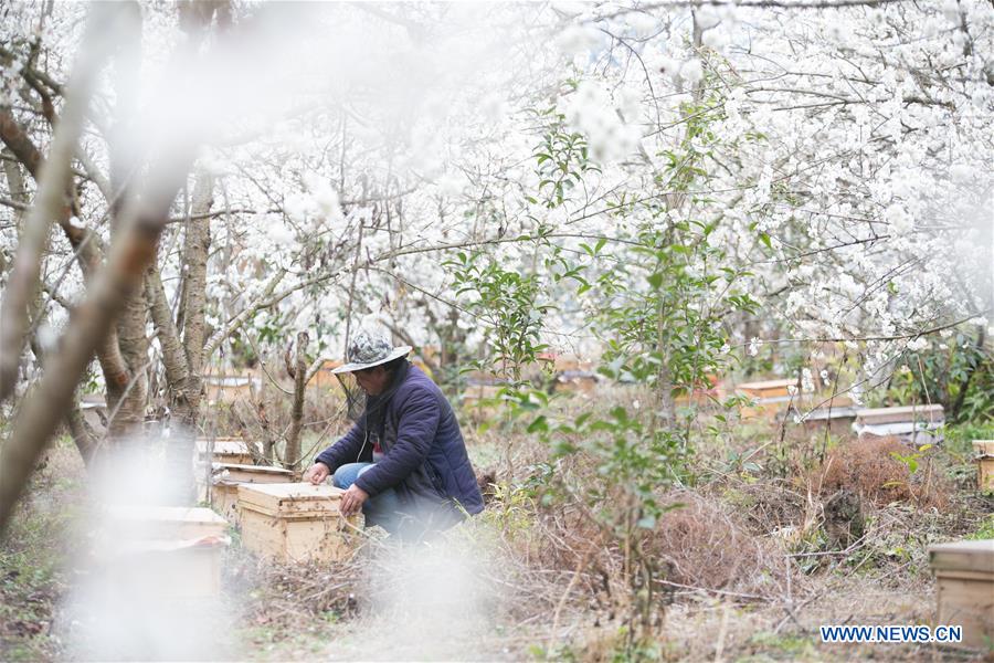 CHINA-GUIZHOU-CHERRY BLOSSOM-BEE-FARMING(CN)