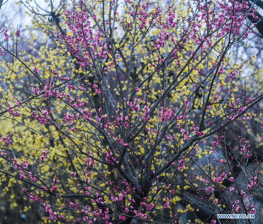 CHINA-ZHEJIANG-CHANGXING-PLUM BLOSSOM (CN)