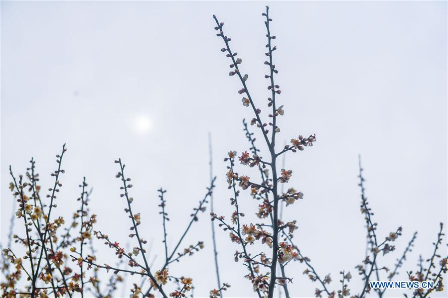 CHINA-ZHEJIANG-SPRING-PLUM BLOSSOM(CN)