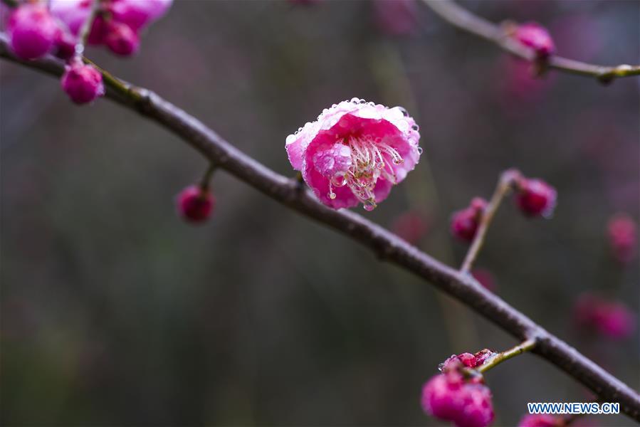 #CHINA-JIANGSU-TAIZHOU-PLUM FLOWERS (CN)