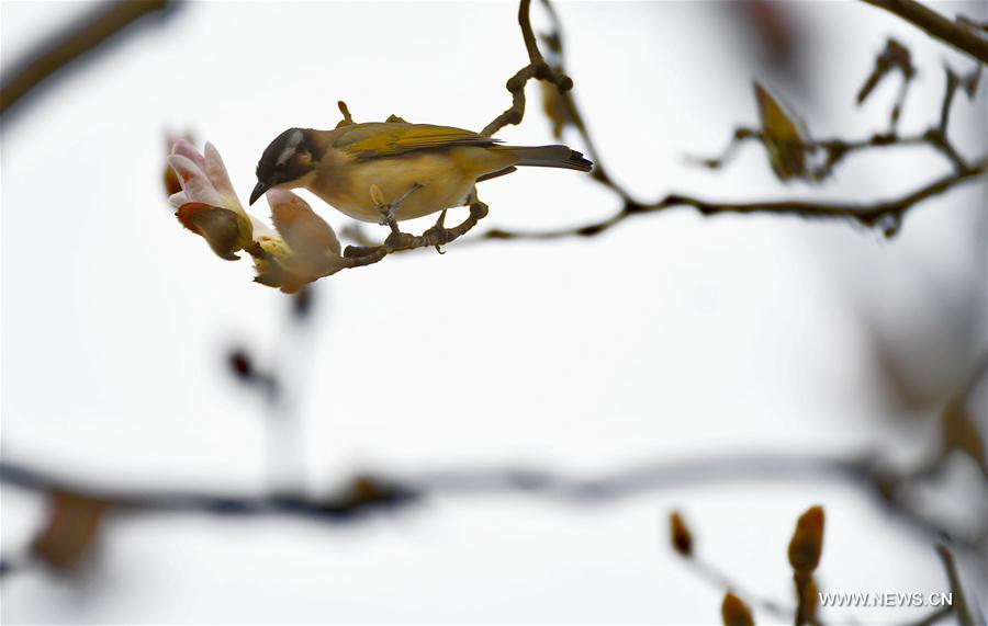 #CHINA-SPRING-SCENERY-BIRDS AND FLOWERS (CN)