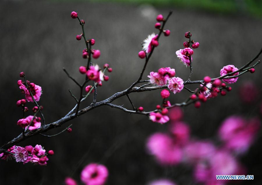 #CHINA-SHANDONG-SPRING-FLOWERS (CN)