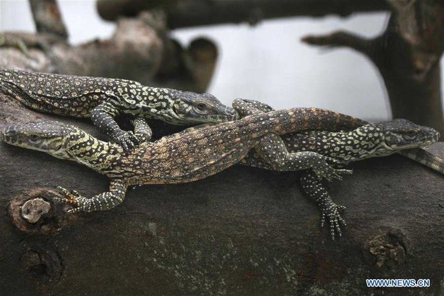 INDONESIA-SURABAYA-BABY KOMODO DRAGON