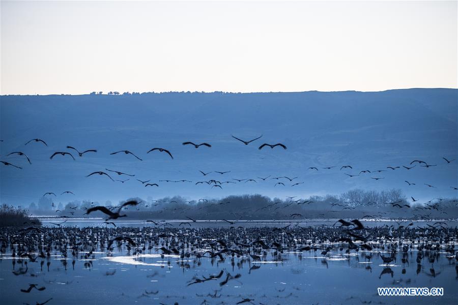 ISRAEL-HULA VALLEY-BIRD-MIGRATION