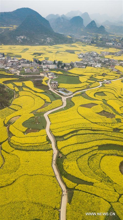 CHINA-GUIZHOU-COLE FLOWER(CN)