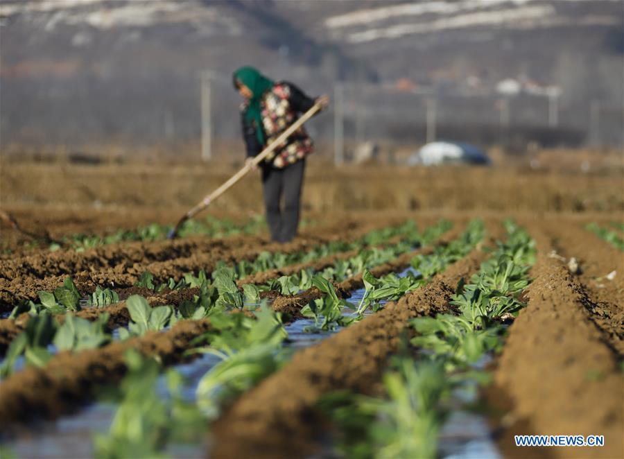 #CHINA-SPRING-FARM WORK (CN)