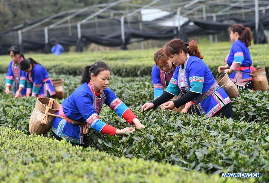 CHINA-GUANGXI-SANJIANG-SPRING TEA-HARVEST (CN)