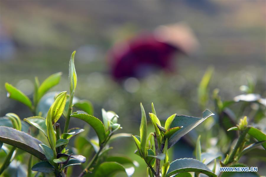 #CHINA-SPRING-FARM WORK (CN)