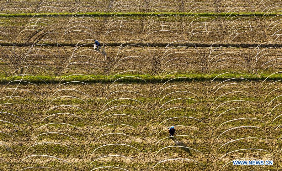 #CHINA-SPRING-FARM WORK (CN)