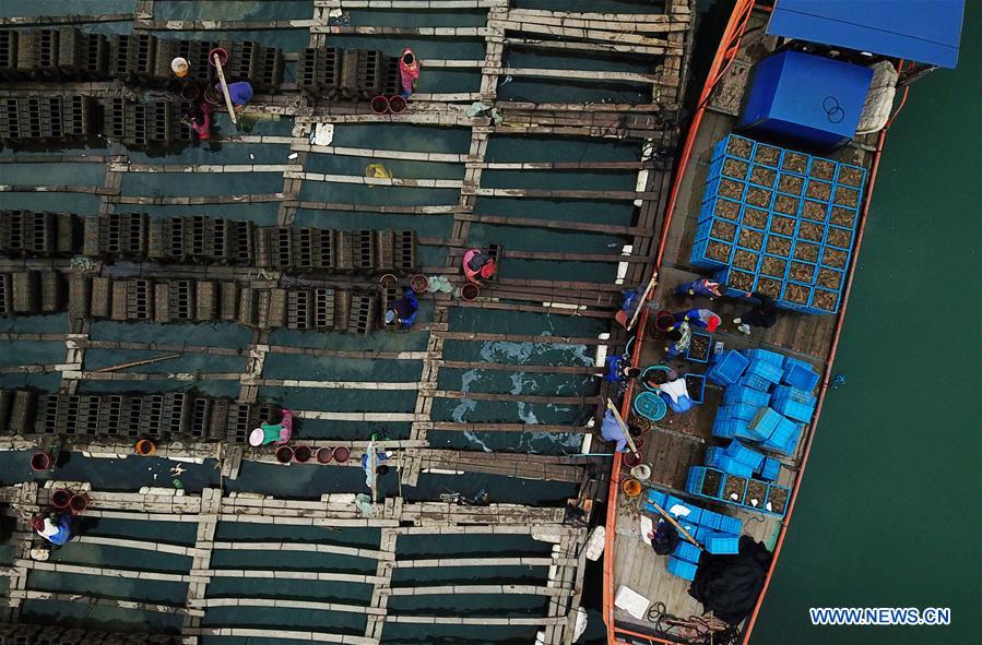 CHINA-FUJIAN-XIAPU-SEA CUCUMBER-HARVEST (CN)