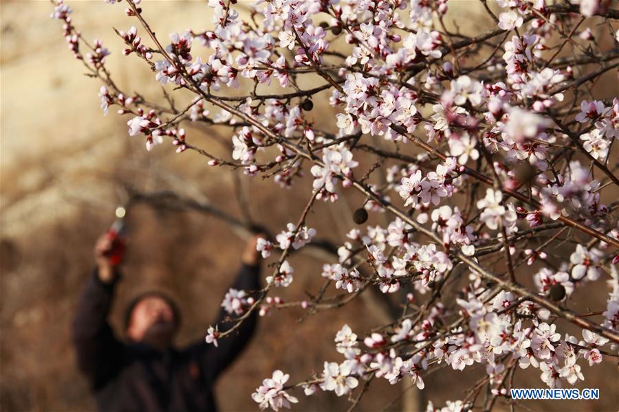 #CHINA-SPRING-FARM WORK (CN)